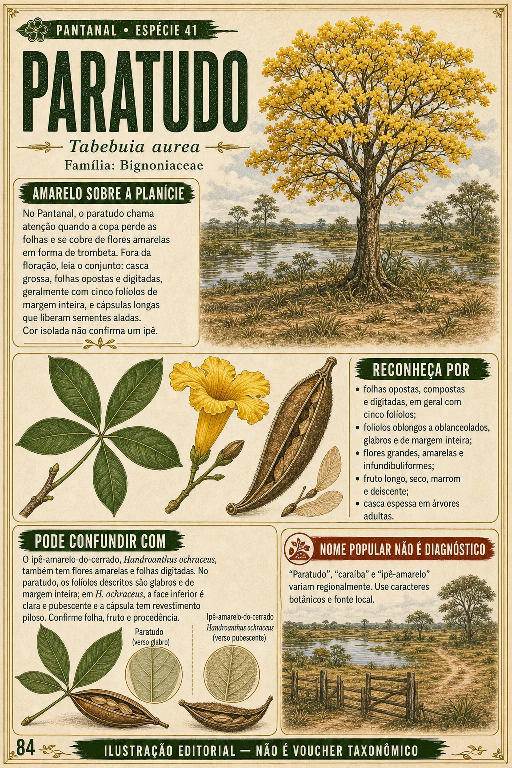 Página de identificação da enciclopédia 5